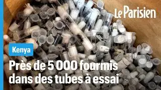 Deux jeunes belges condamn&eacute;s pour la contrebande de 5000 fourmis reines au Kenya