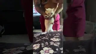 Fwank. #kitten #dance #subscribe #plslikesubscribe #teamo
