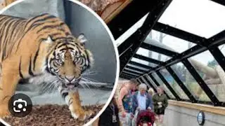 Tiger enclosure Twycross Zoo