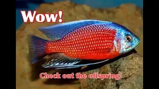 Colorful African Cichlids Stock Update!