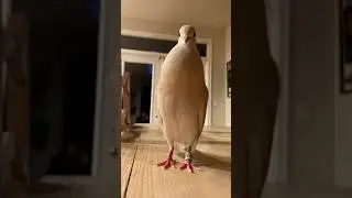 Atlas when he sees broccoli #birds #dove #animals #pet