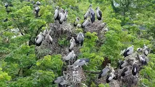Asian Openbill Storks Build Huge Nesting Colony in the Trees