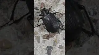 CALOSOMA - carabido-