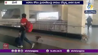 Monkeys Terrorize Passengers at Meerut South Rapid Rail Station | Railway Station Monkeys Terrorize Passengers at Meerut South Rapid Rail Station