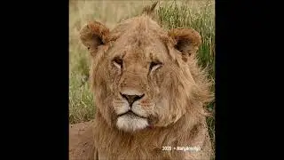 3 Purungat Breakaway boys, Inselberg sons, nomads, Maasai Mara lions