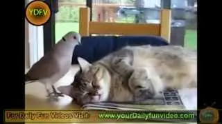 funniest long video 2013