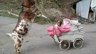 Clickertraining/Tricks: Hund und Ziege 