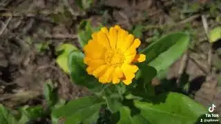 Flowers autumn Steel Soul nature green