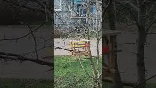#shorts #love #birds #family #nature #world #most #garden #village #forest Паро снегирей.