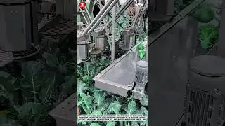 Innovative Agricultural Automatic Broccoli Harvesting Machine #smartfarming #gardeningtips