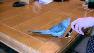 Tango the Bird Skateboarding