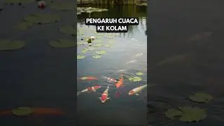 Cuaca Bisa Mengubah Kondisi Kolam