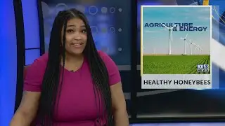 Ag & Energy: Healthy honeybees