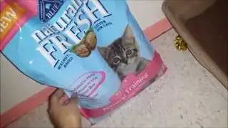 Blue Naturally Fresh Litter Kitten review