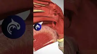 See what Strep Throat looks in a 4K 3D animation.
