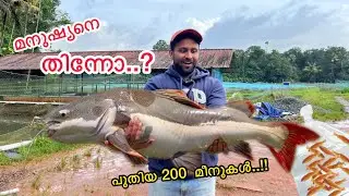💥Buying The Biggest Redtail Catfish In Kerala | 200 മീനുകളെ വാങ്ങി.