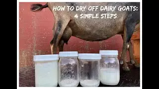 STOP the MILK FLOW - How to dry off your dairy goat in 4 easy steps