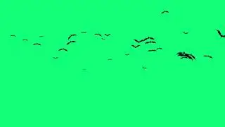 Bats Flying Green Screen Free 4K Halloween Video Chromakey Graphics Download