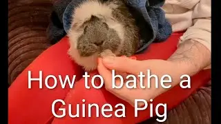 Bath time for Alma & Zelda 🛁 🫧 