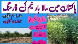 Malabar neem farming in the Punjab Pakistan
