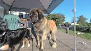 VR 180 3D Berry Creek Farm with lion dog puppies, ducks and chickens