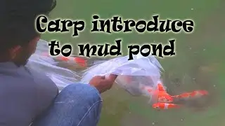 carp fish introduce to mud pond