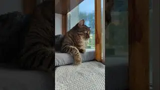 бесогон КОТаСОВка CatOwl