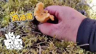 鸡油菌终于变成了可遇不可求！
