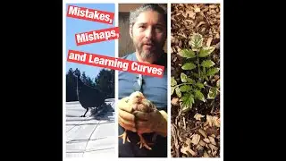 Mistakes, Mishaps and Learning Curve | Homesteading With Black-Tino&rsquo;s