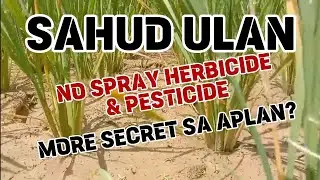 SAHUD ULAN. ORGANIC PALAY, LESS SYNTHETIC, NO HERBICIDE, NO PESTICIDES, NO PESTICIDES! (rice)