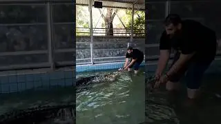 Mirko the Elephant man pull 300kg crocodile