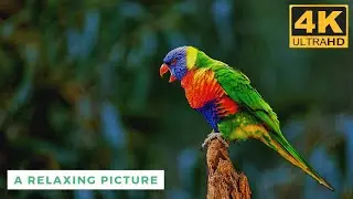 Beautiful Colored Parrot Compilation- A Relaxing Picture