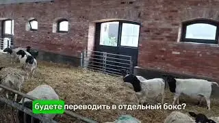 Содержание суягных ярок. Окот овец. Содержание новорожденных ягнят #дорпер #dorper 