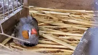 Birds in restaurant. Baku