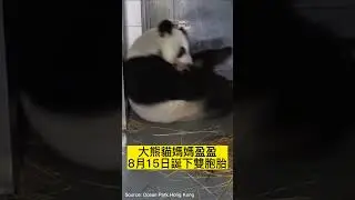 大熊貓盈盈｜香港海洋公園喜迎首對香港出世嘅大熊貓雙胞胎！大熊貓 BB 食奶絕密片段公開 #hongkong #香港 #港故事 #hongkongstory #panda #熊猫
