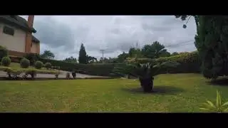 Est&acirc;ncia Eco Dogs