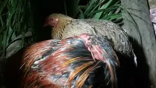 the moment when the rooster and hen are sleeping together