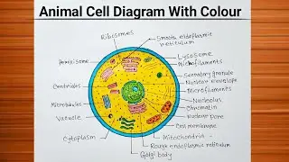 How to Draw Animal Cell Diagram Easy And Colourful / Animal Cell Drawing  With Colour / Biology