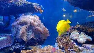 Calm Relaxing Music &bull; Underwater Fish Aquarium &bull; Peaceful Piano Music & Stress Relieving |