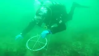 Curious George Giant Octopuson Reef Ball BC
