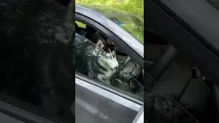 Logan the Husky Drives the Car! 🐾🚗 | Funny Dog Talking Video @LoganThehuskyboy 🐶🐾🦴