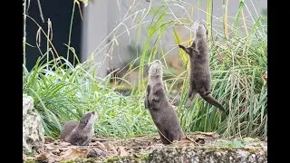 Welt-Ottertag im Zolli