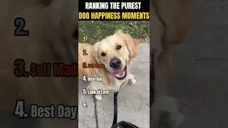 RANKING THE PUREST DOG HAPPINESS MOMENTS 🌈🐶 | Dogs teach us how to enjoy simple happiness