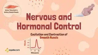 Excitation and Contraction of Smooth Muscle | Nervous and Hormonal Control