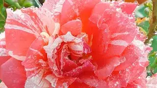 ரோஜா செடியில் அதிக பூக்கள் வேண்டுமா? / EXCELLENT FERTILIZER FOR ROSE PLANT/@mjterracegarden4935 