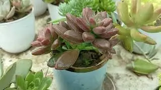 Succulents with names in Gujjar nursery farm haripur