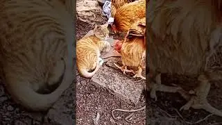 cat 🐈🐱 & cock friendship 🤣 short #short #youtubeshorts