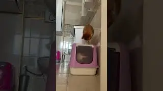 トイレ待ち伏せ双子猫ついに屋根に乗って気配を隠し襲いかかる！#shorts #cat #cats #猫