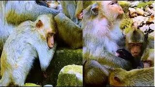 Adorable Sister monkey Brighten sleep well after Transfer her brother Bria to mom Briana