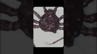 Neolithodes alcocki vs Paralomis spp 1v1 BATTLE 🔥